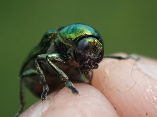 Cryptocephalus sp.